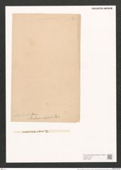 Nitzschia amphiprora Grun. (de-Toni-Nr.: Genus 47, Species 2058) Zeichnungen Sammlung Grunow (NHMW-BOT-W0371903)